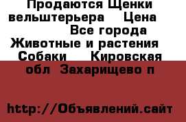 Продаются Щенки вельштерьера  › Цена ­ 27 000 - Все города Животные и растения » Собаки   . Кировская обл.,Захарищево п.